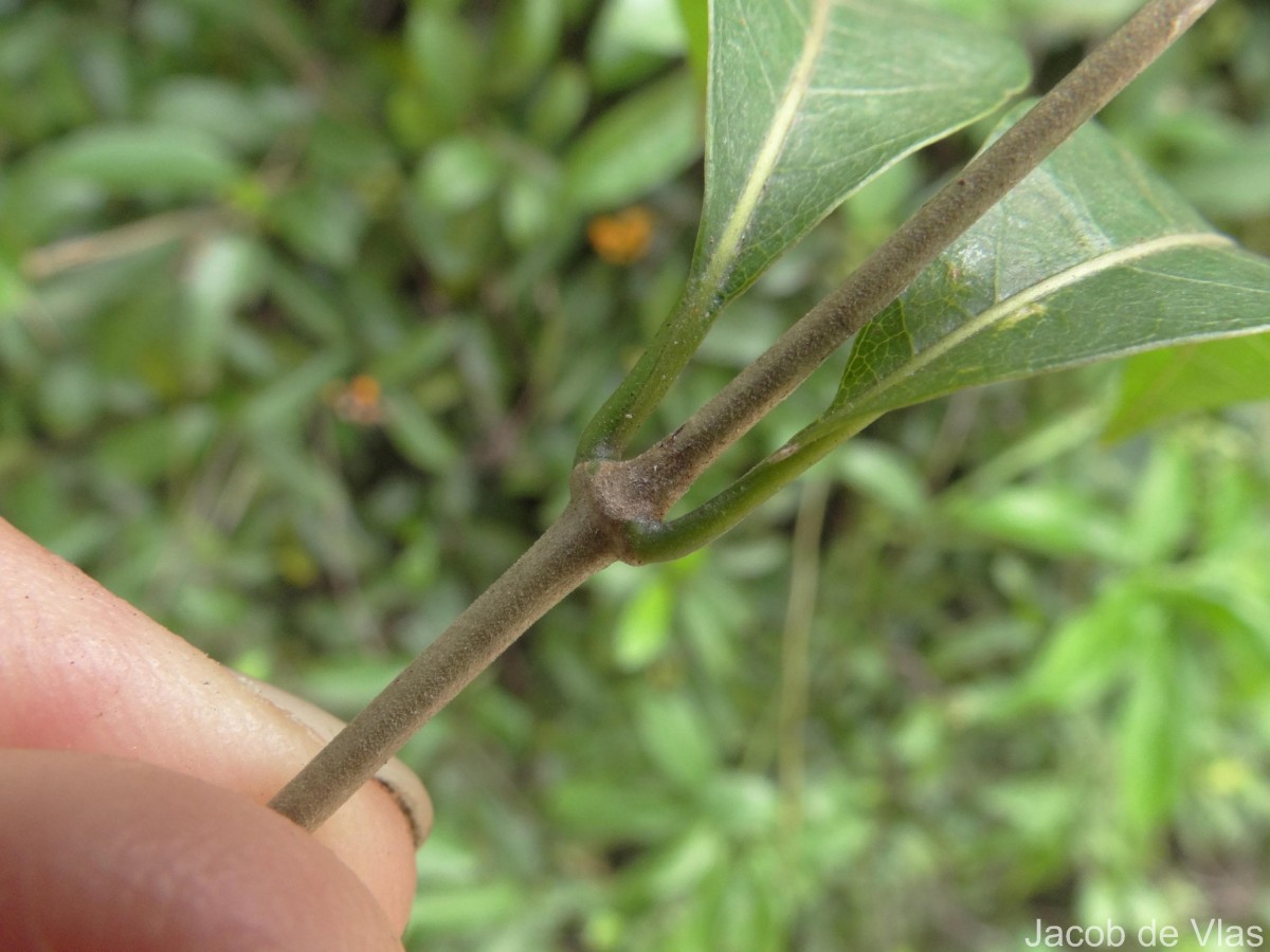 Gynochthodes umbellata (L.) Razafim. & B.Bremer